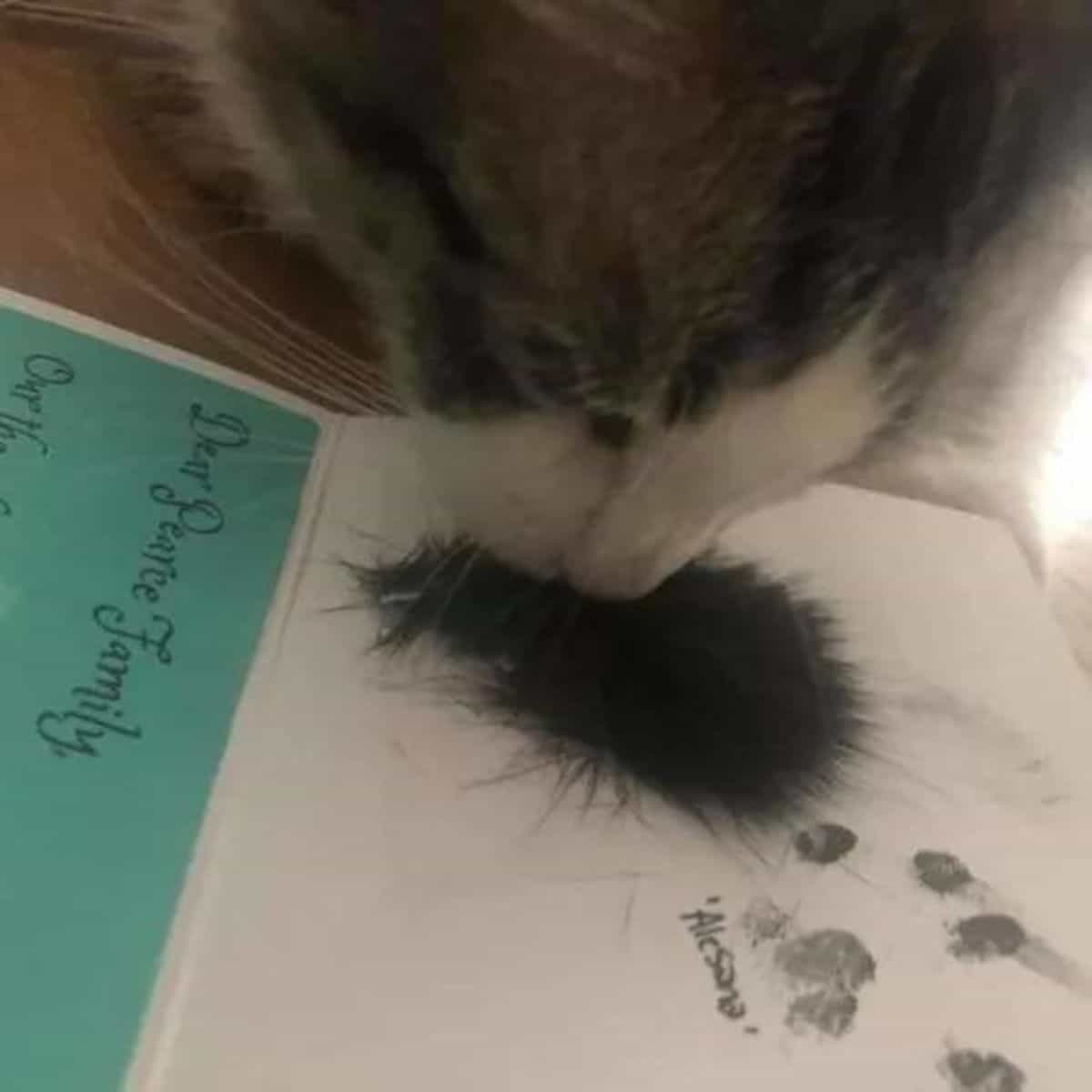 Cat sniffing fur