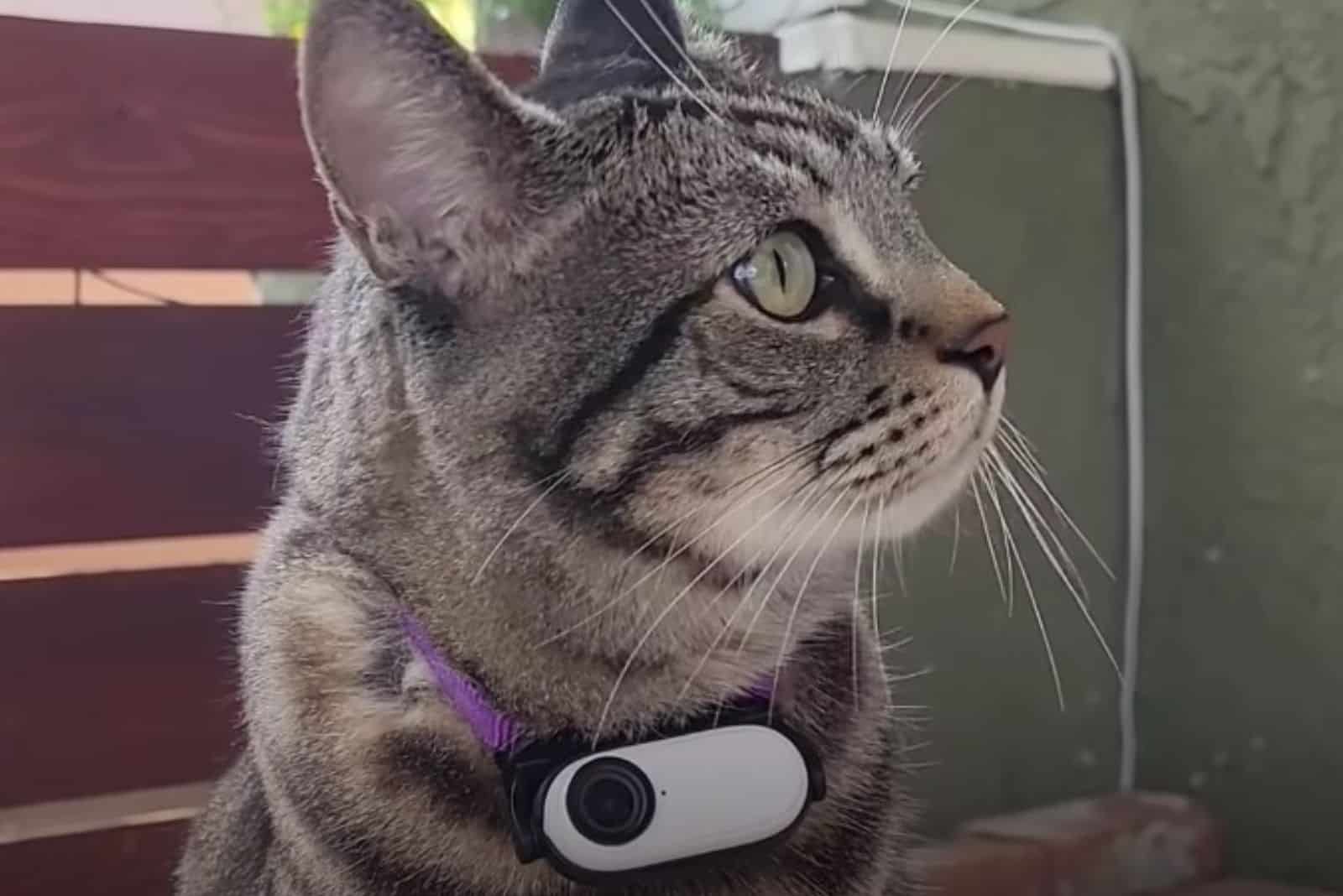 Cat with camera on neck