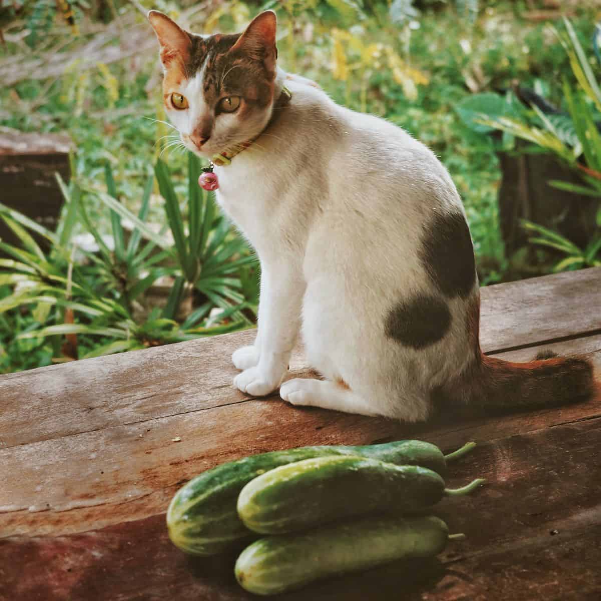 Cat with cucumbers outside