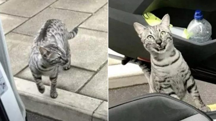 Cat Goes On An Adventure And Bumps Into His Owner A Quarter Mile From Home