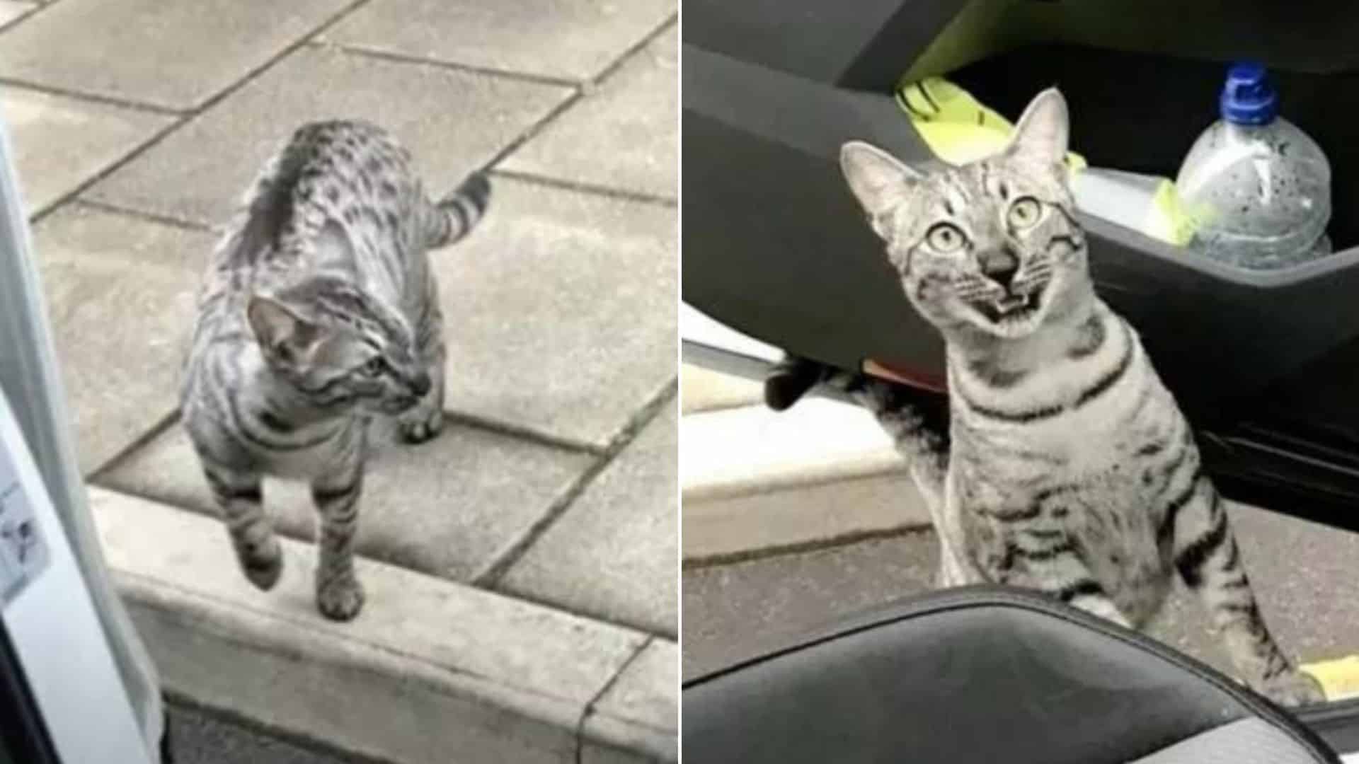 side by side photo of grey cat walking on a sidewalk and looking up