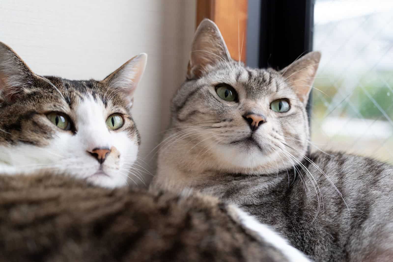 Cats sitting next to window