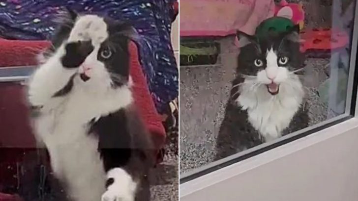 Dancing Cat Greets Visitors At The Shelter, Hoping Someone Will Notice Him