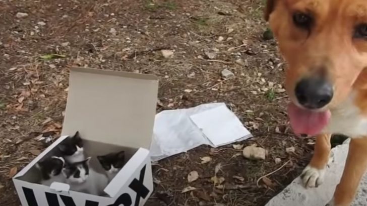 A Box Full Of Abandoned Kittens Found By A Hero Dog