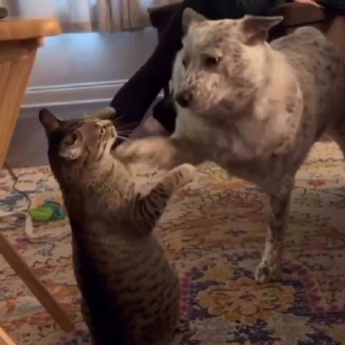 Dog hitting cat