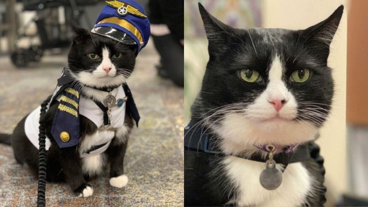 Meet Duke Ellington, The Therapy Cat With Over 10 Years Of Experience