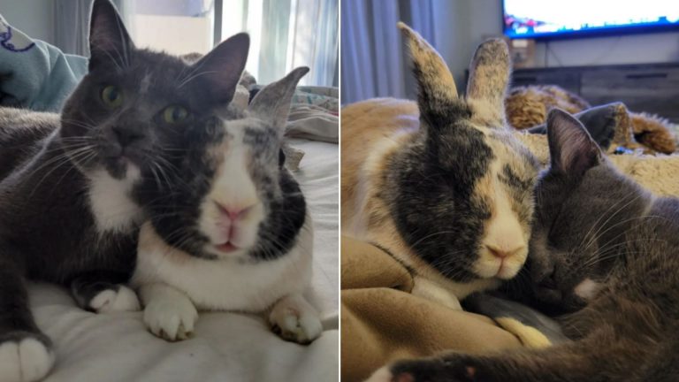 cat and bunny hugging