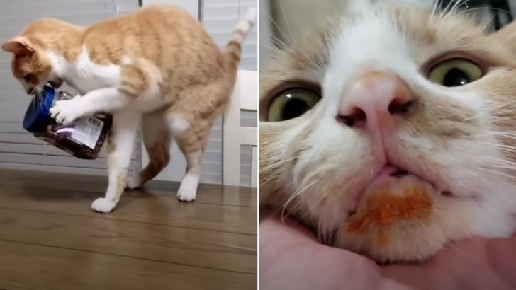 This Food-Obsessed Kitty Learns A New Skill And It’s Hilarious