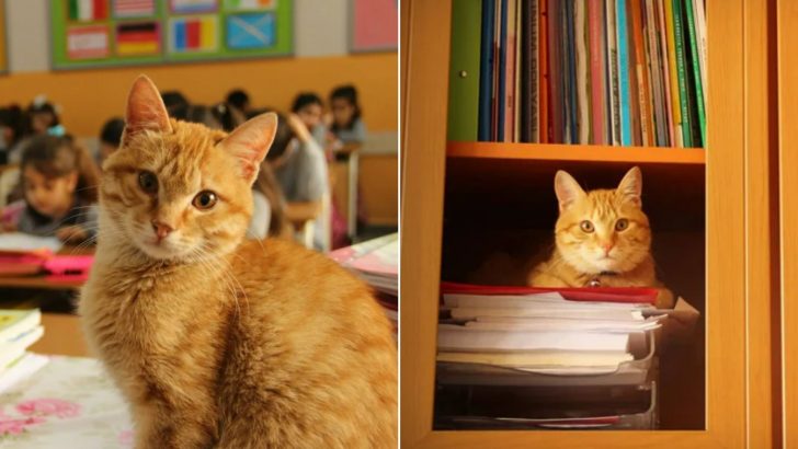 Ginger Cat Walks Into A Classroom And Turns It Into His Home