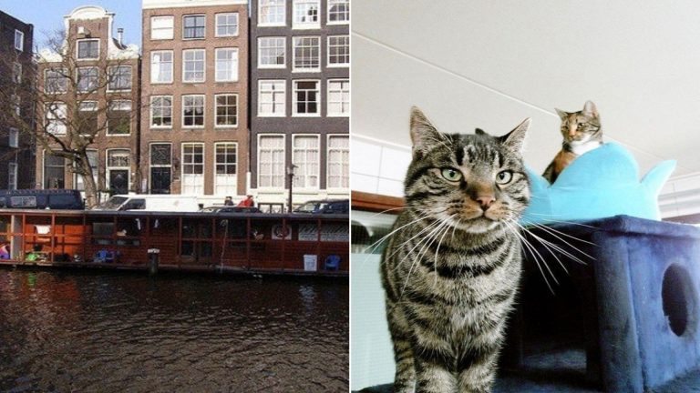 cat boat in amsterdam