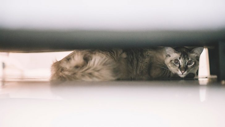 Keep Your Cats From Hiding Under The Bed With These Tips