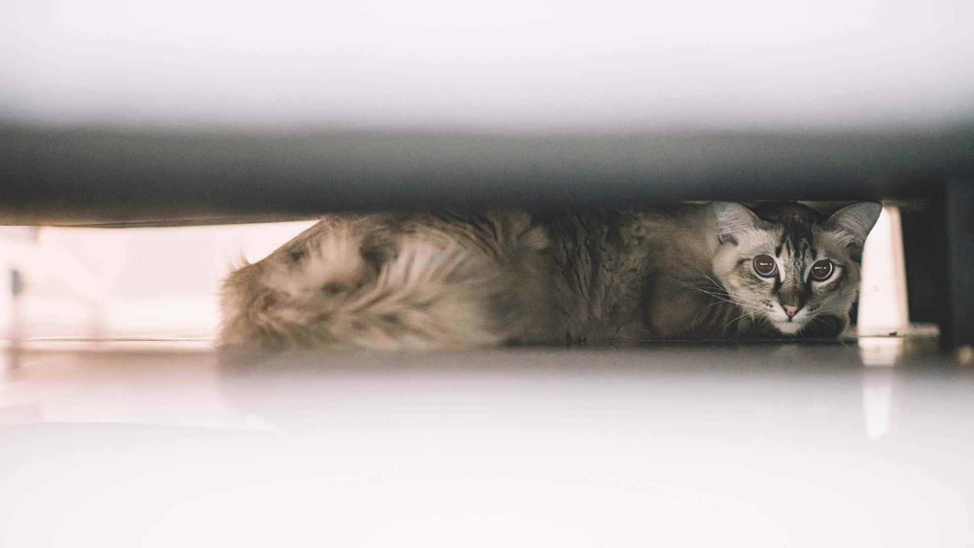 photo of a cat under the bed