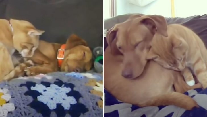 Camera Captures Cat Comforting Anxious Dog While Their Owners Are Away