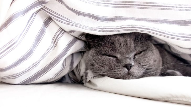 How Much Do Cats Sleep And How Many Hours A Day Do They Need?