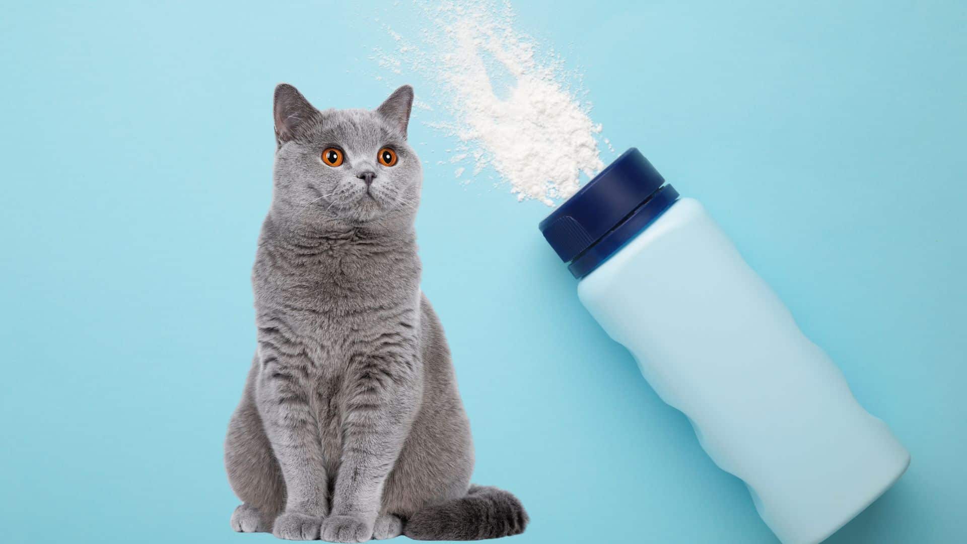 baby cat and powder