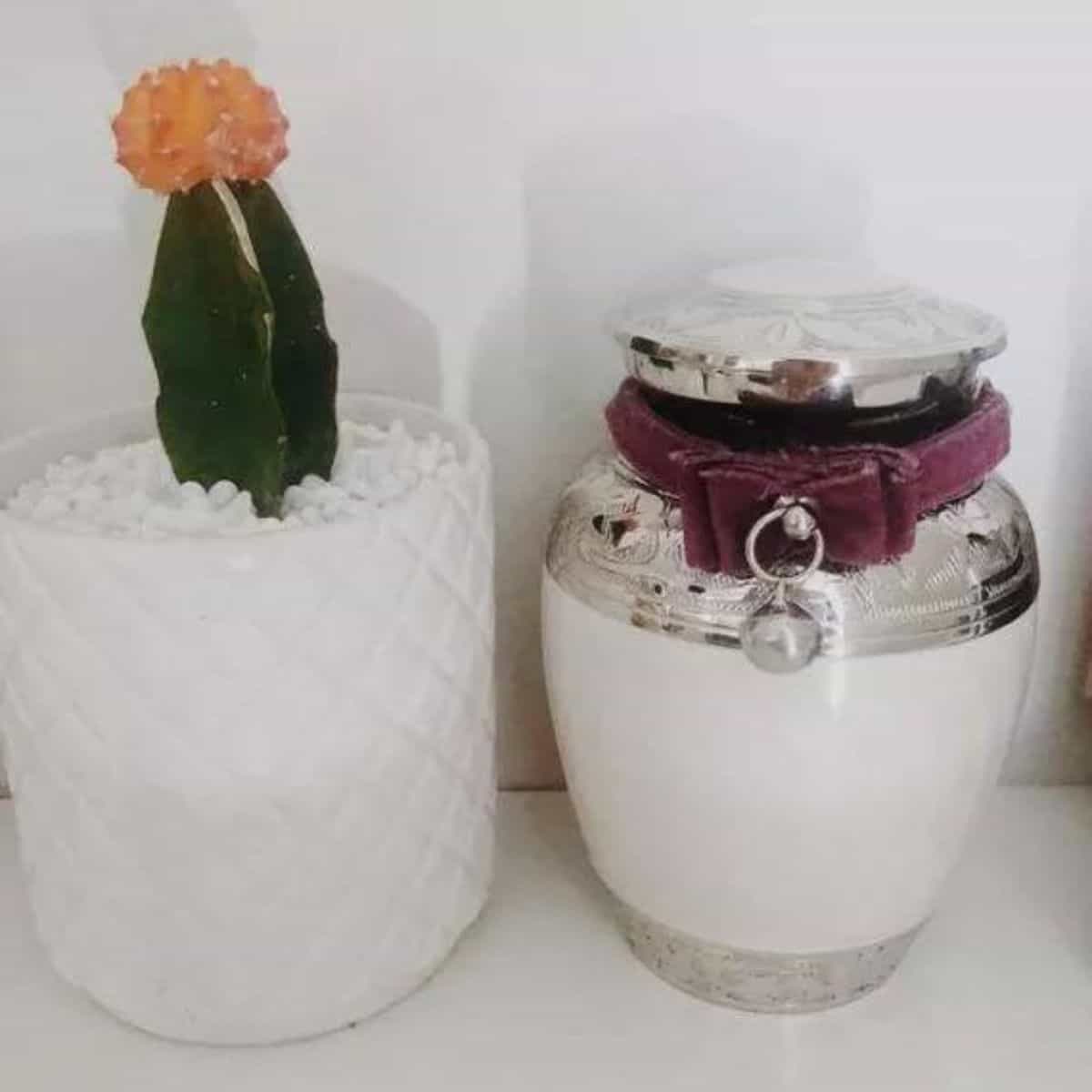 Jar and cactus