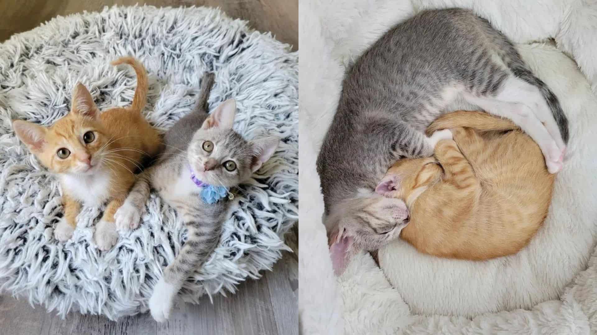 Kitten Adopts Another Kitten