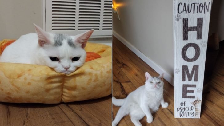 Kitten With A Frown Turns Into The Cutest Cat With A Big Cattitude