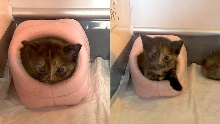 The Foster Kitten In A Pink Hamster Bed Will Steal Your Heart