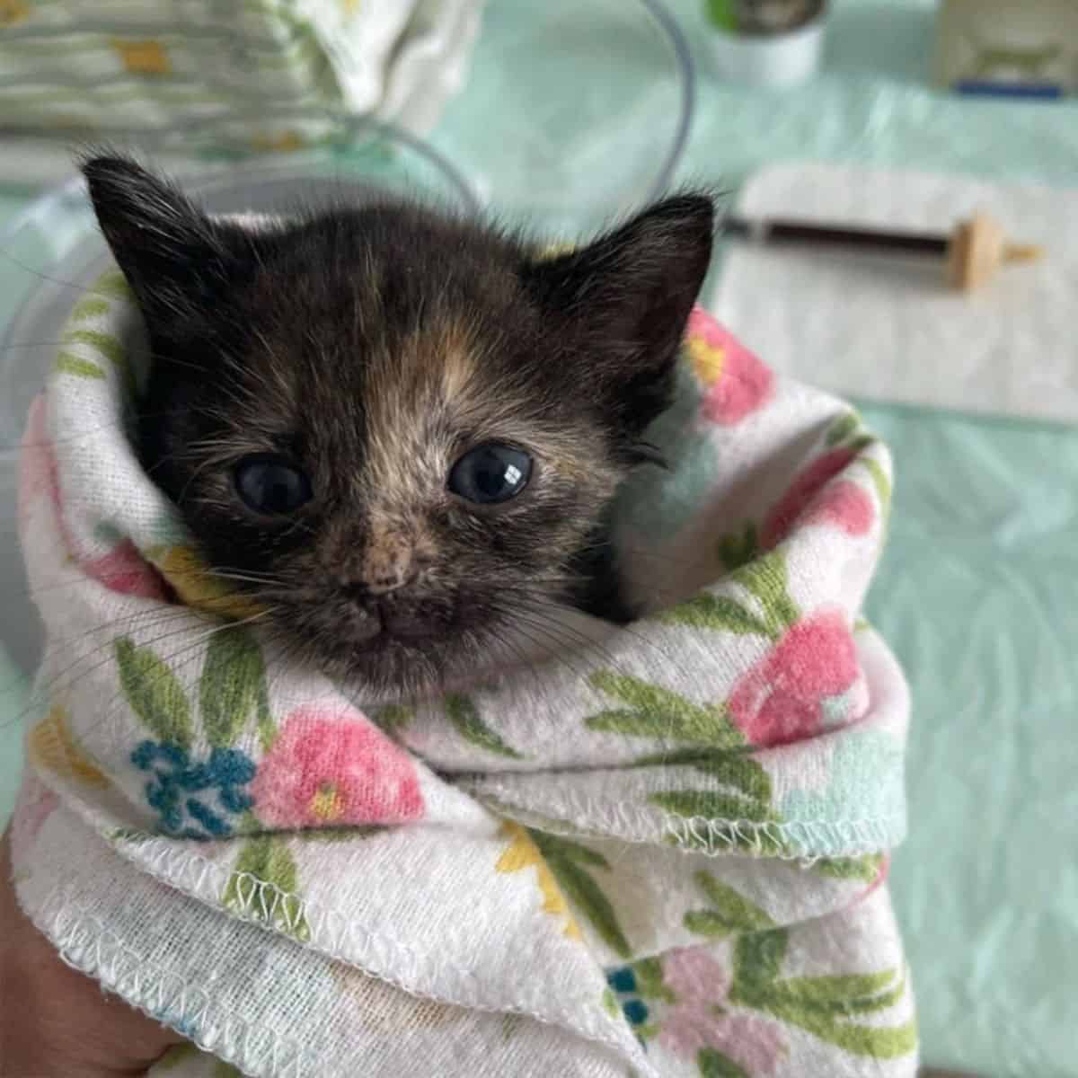 Little kitten in blanket
