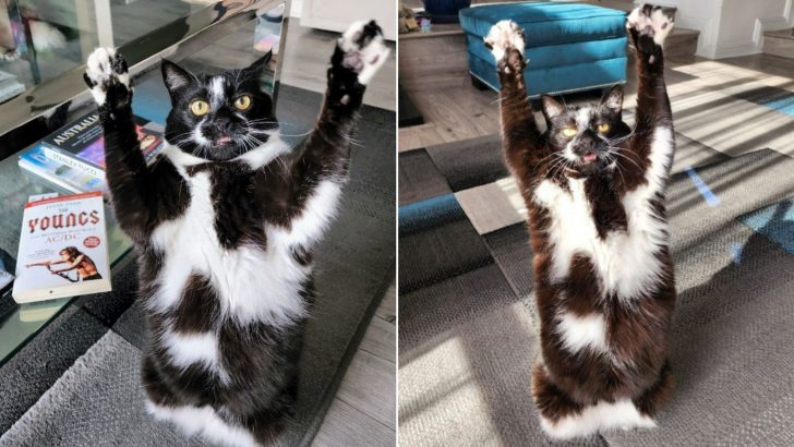 Man Shocked After Discovering His Cat’s Incredible Talent