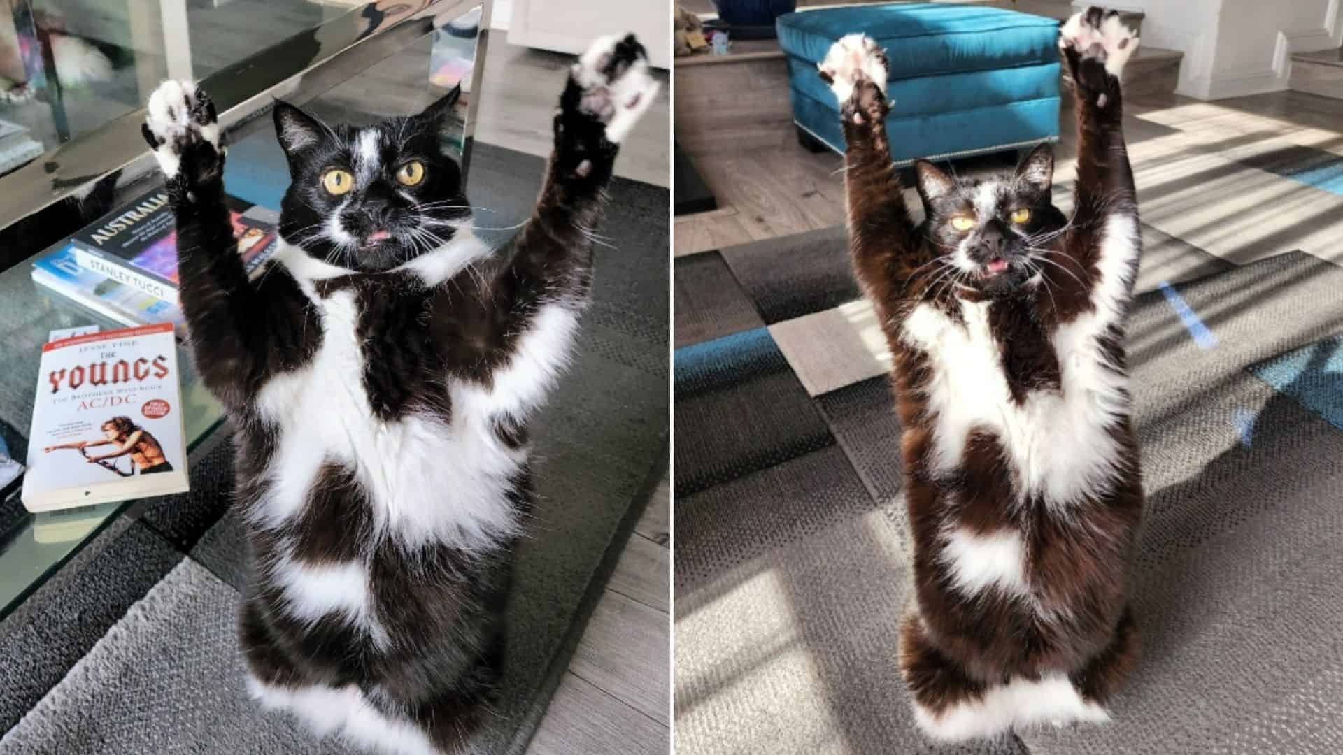 black and white cat standing on her back legs