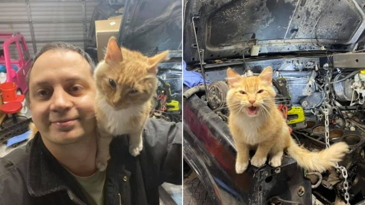 Man Heads To The Garage To Fix His Car And Finds A Furry Assistant Ready To Turn Some Wrenches