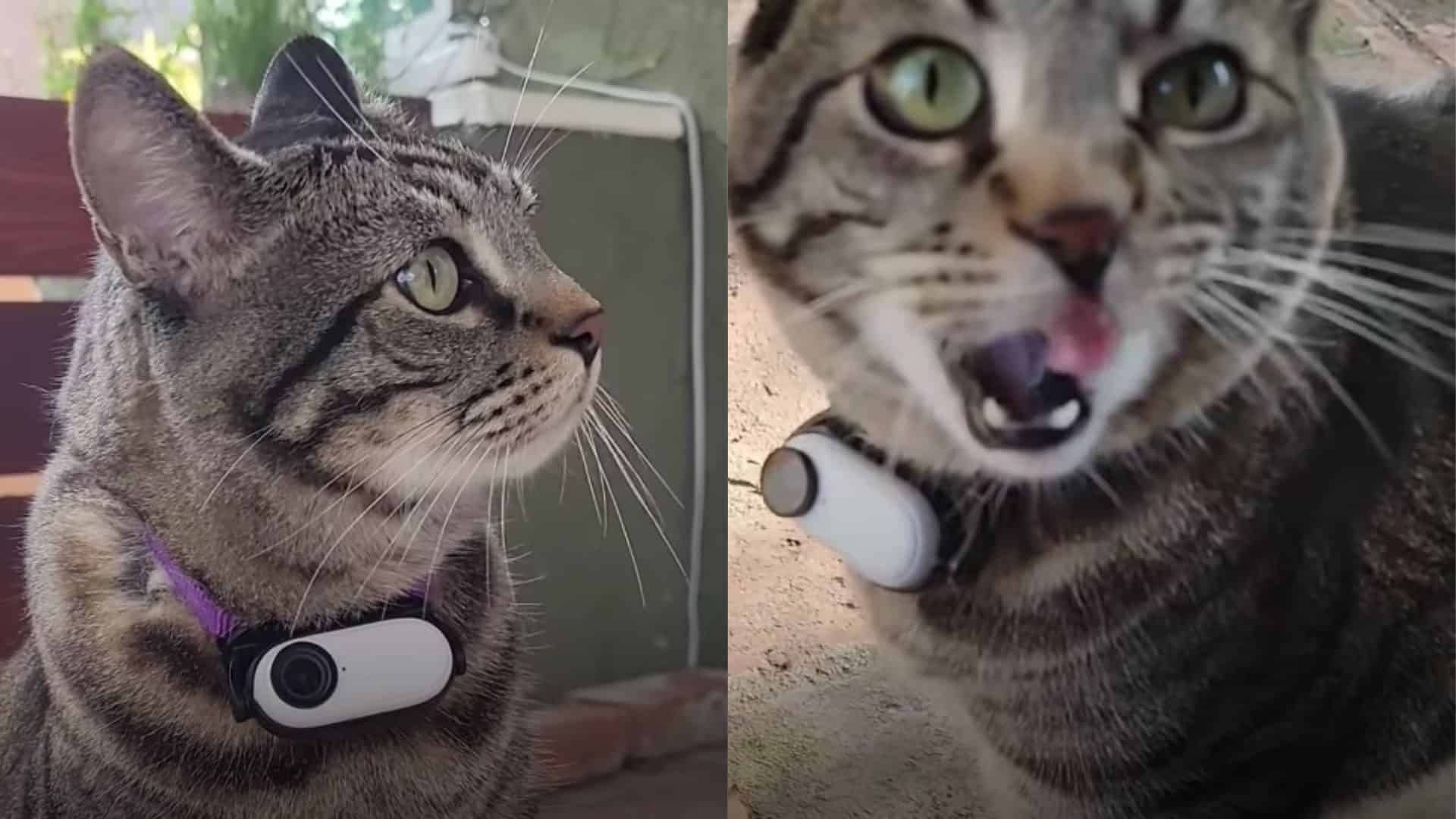 cat with camera collar around her neck