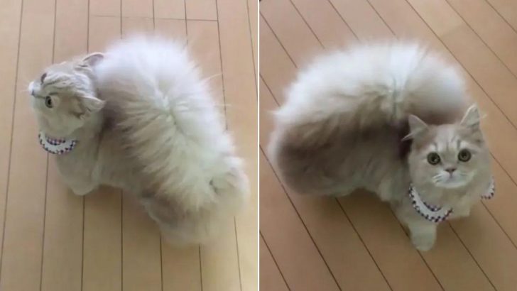Meet Bell, The Cat With A Majestic Squirrel-Like Tail