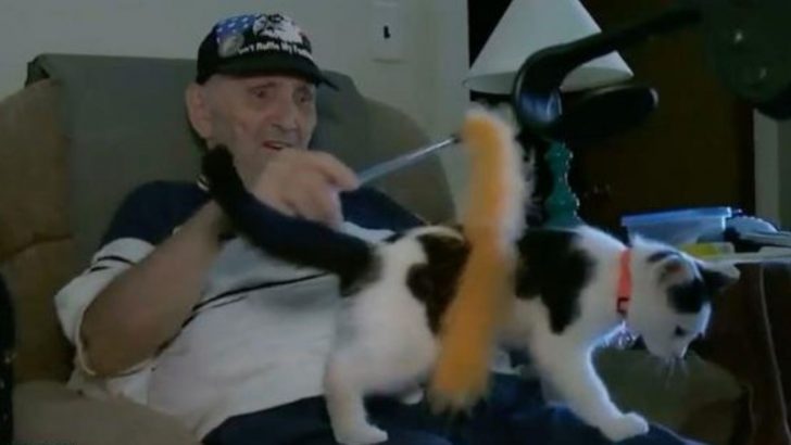 Cat Saves His 84-Year-Old Owner’s Life