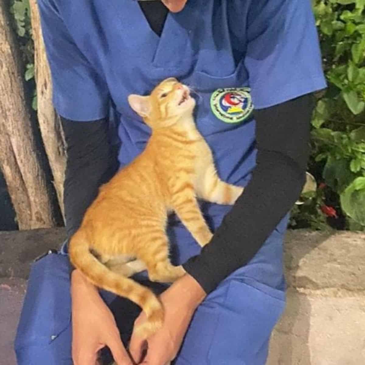 Nurse holding a cat