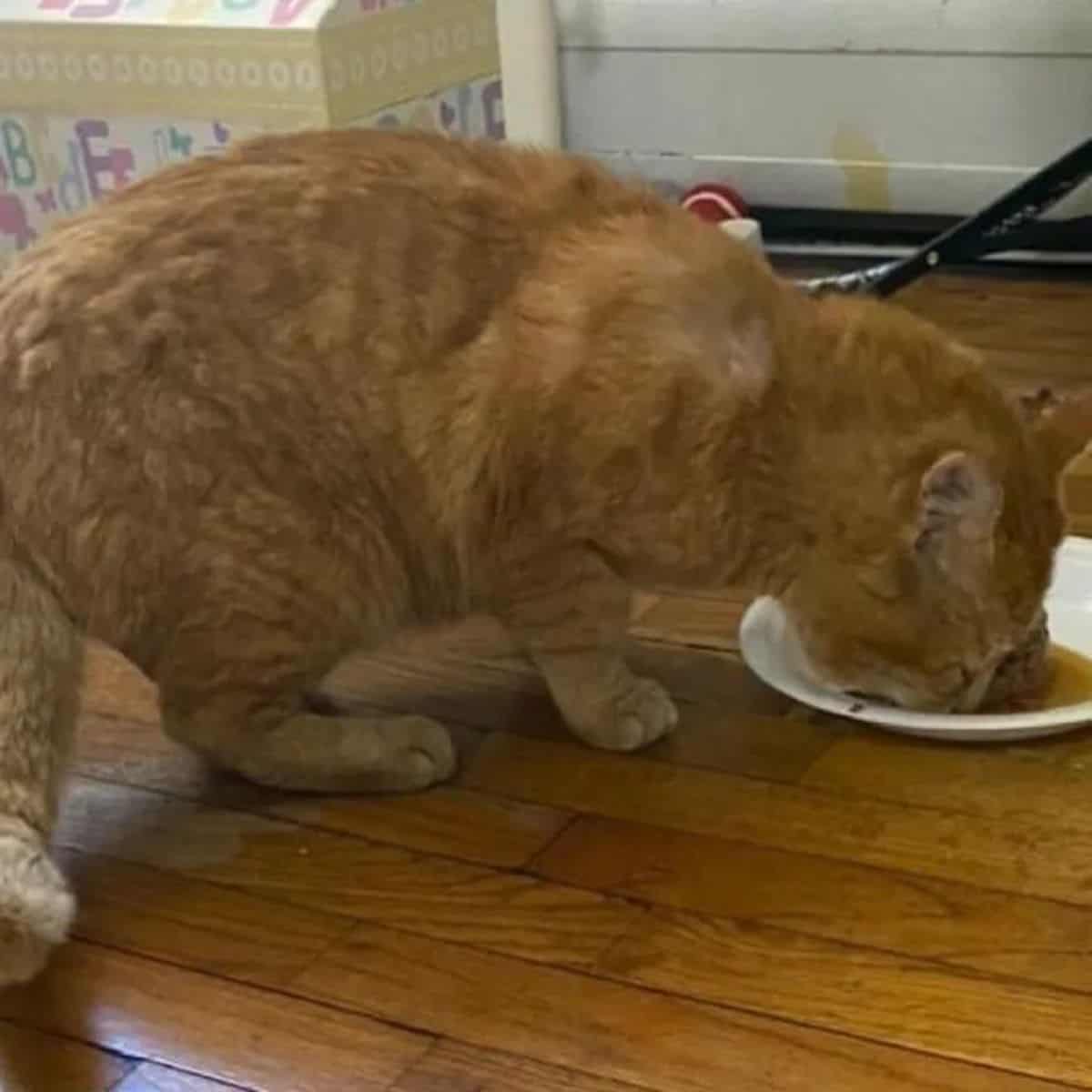 Orange cat eating from bowl