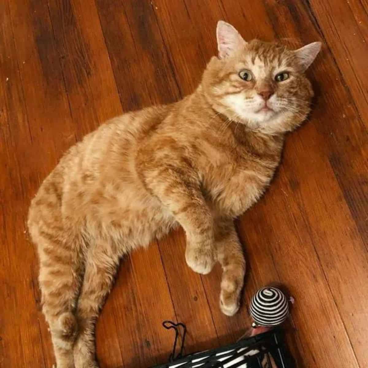 Orange cat laying on the floor