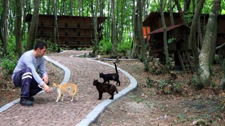 a man petting a yellow cat with two black cats looking at him