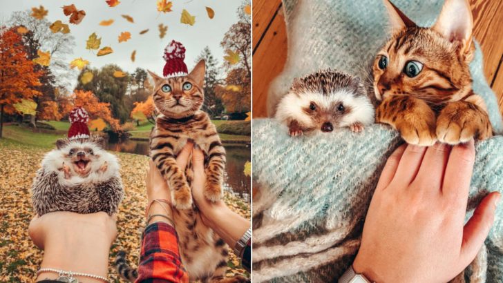 Meet The Adventurous Duo, Bengal Cat And Its Hedgehog Best Friend 