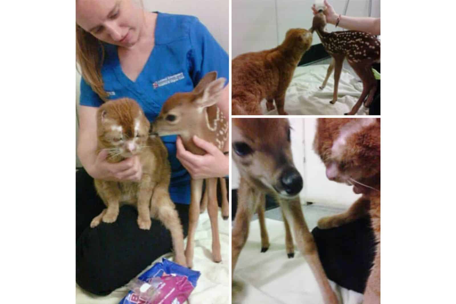 Russel helping other animals at the hospital