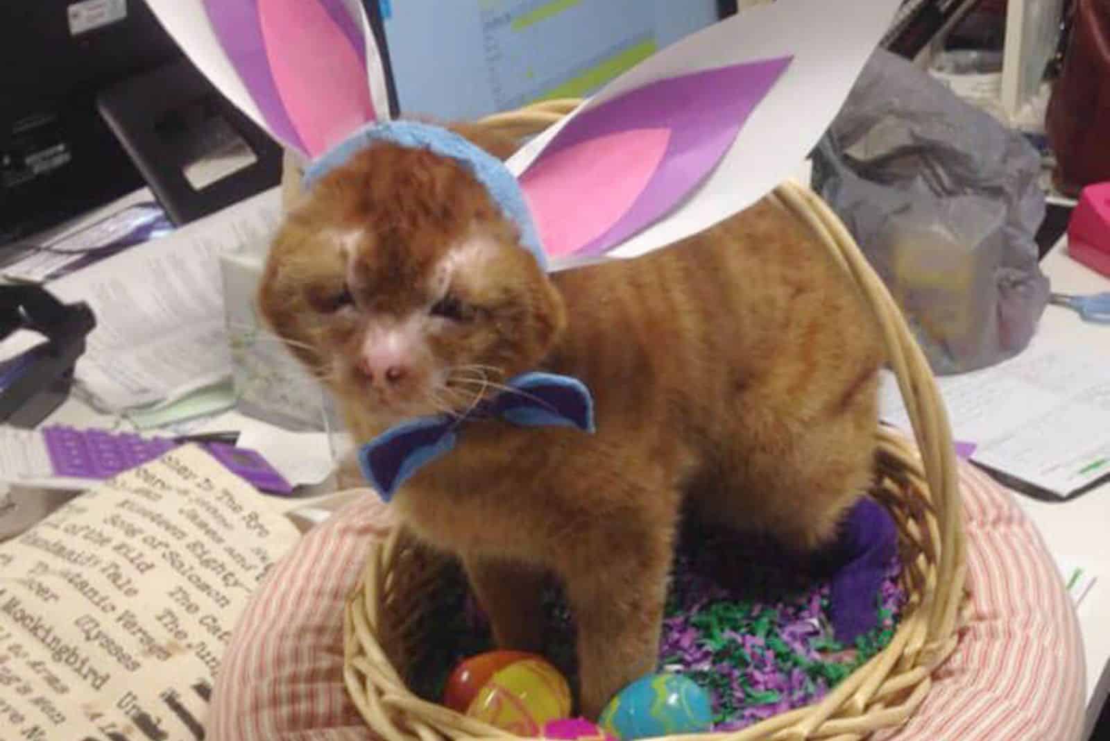 Russel the cat in an Easter basket