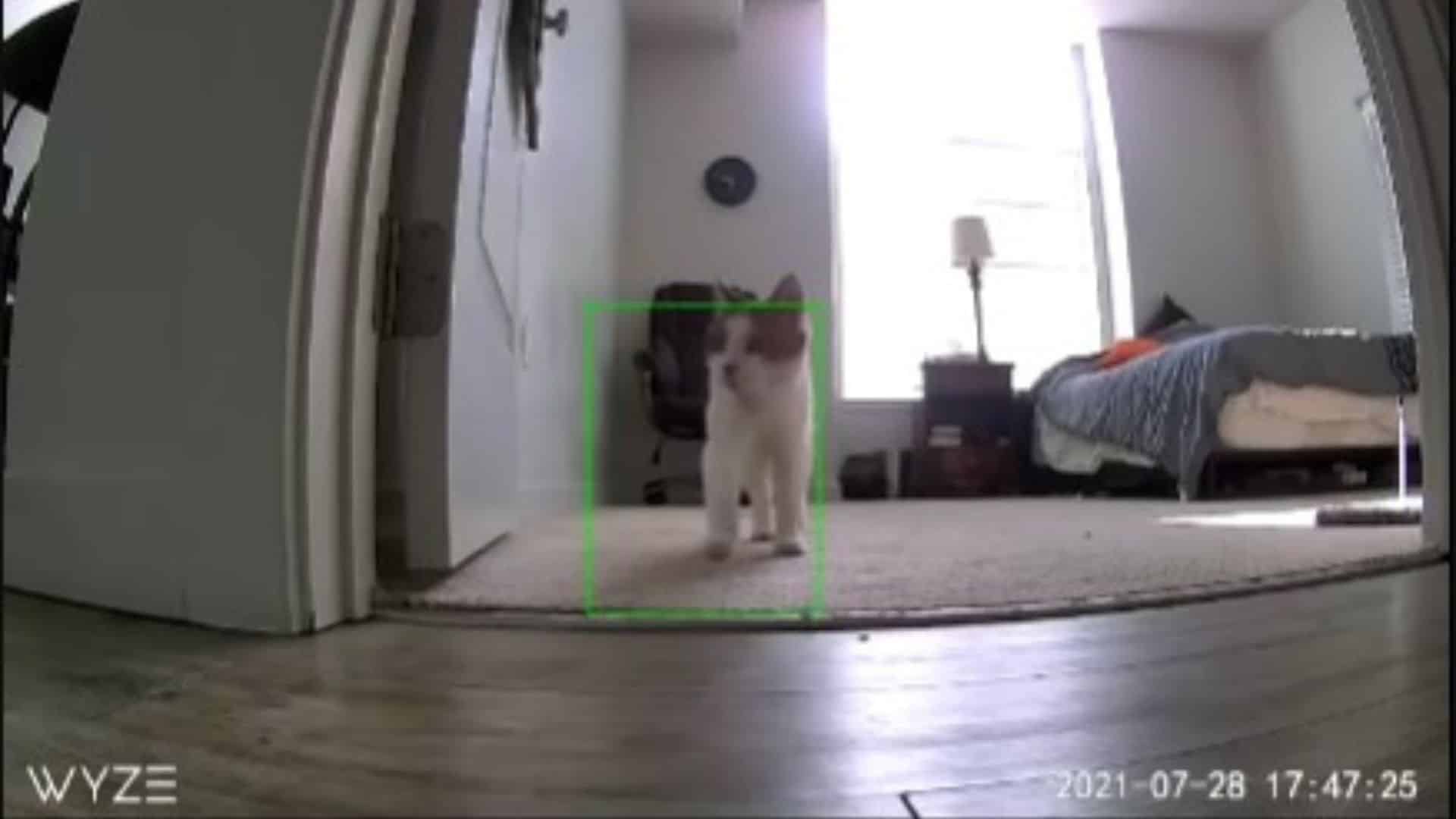 cat waitinfg for owner
