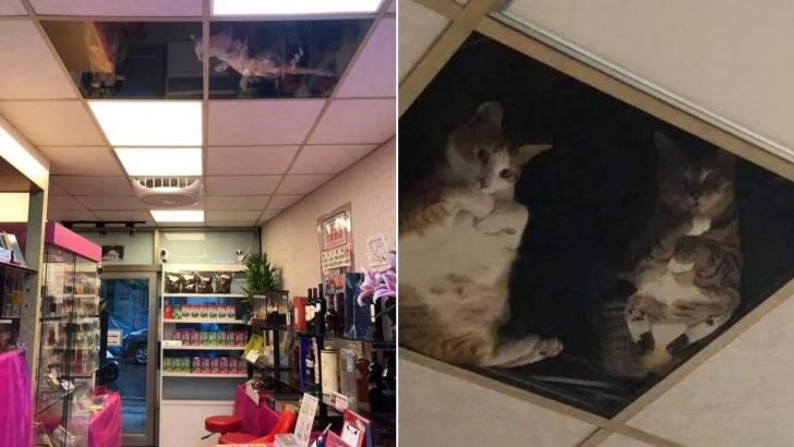 Shop Owner Installs A Glass Ceiling For His Cats So They Can Spy On Him All Day Long…