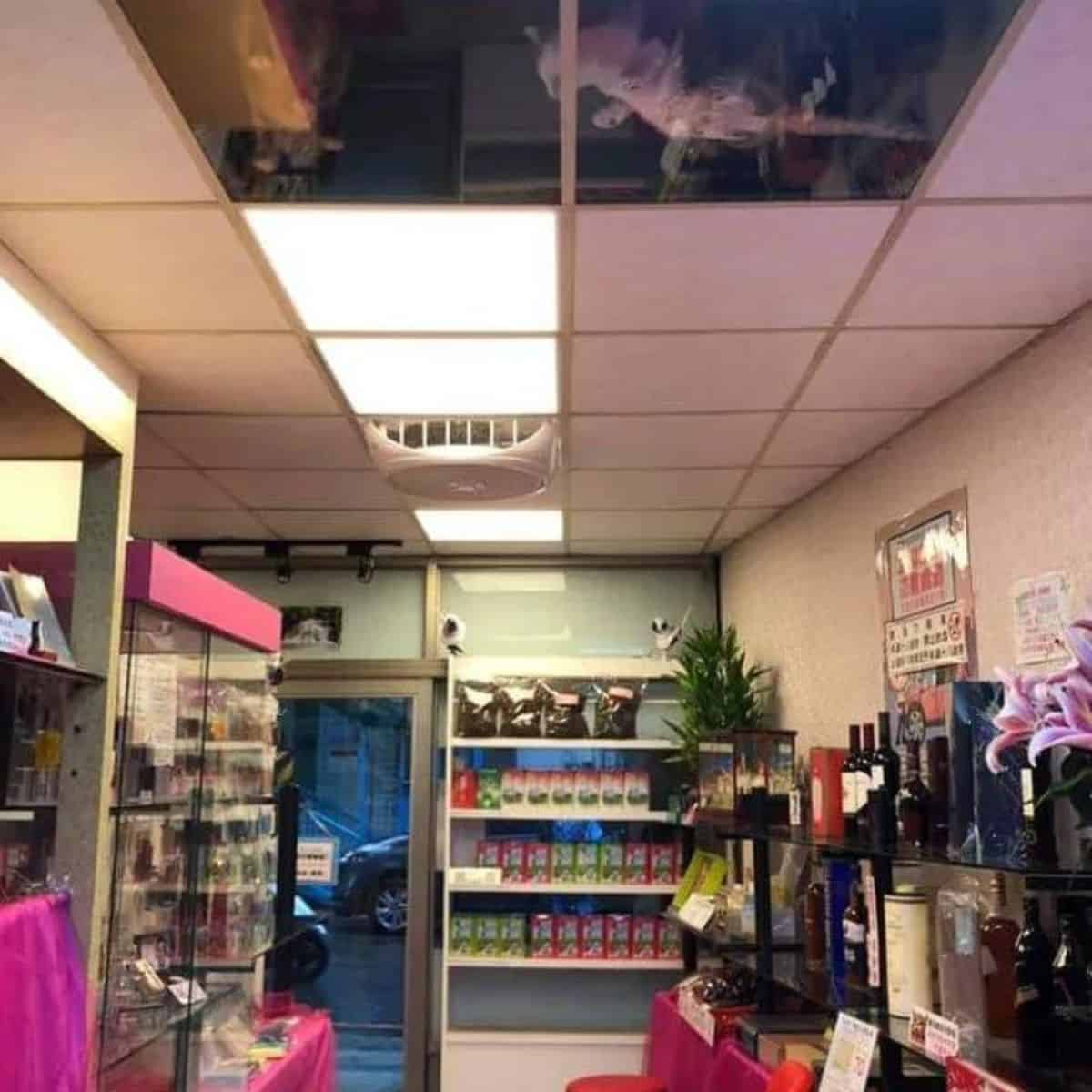 Shop with two cats in ceiling