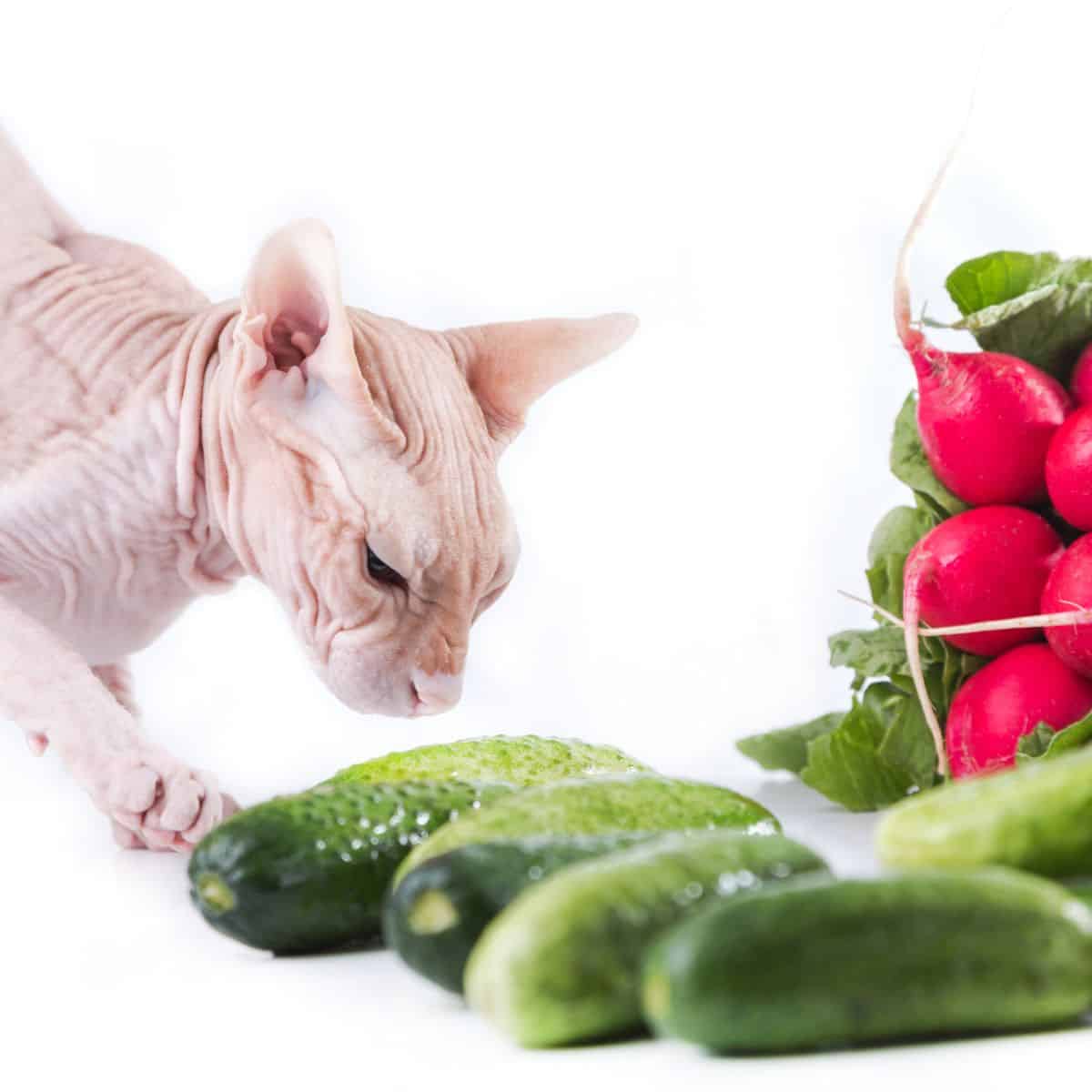 Sphynx cat sniffing the cucmbers