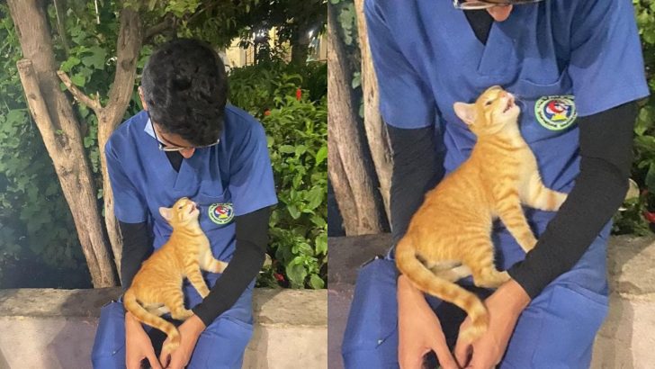 Stray Cat Comforts Exhausted Nurse On His Break