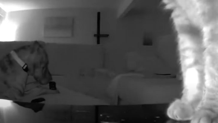 Cat Moves The Security Camera To Expose The Dog Chewing On The Remote (VIDEO)