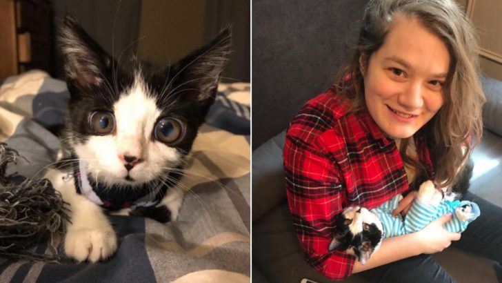 The Fate Of This Abandoned Kitten Was In This Woman’s Hands…