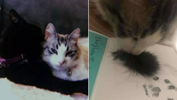 Cat Sees Her Late Best Friend’s Fur And Has The Sweetest Reaction