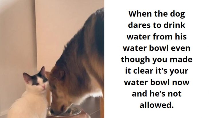 A Video Of A Cat Side-Eyeing The Dog After He Drinks From Her Water Bowl Will Have You In Stitches
