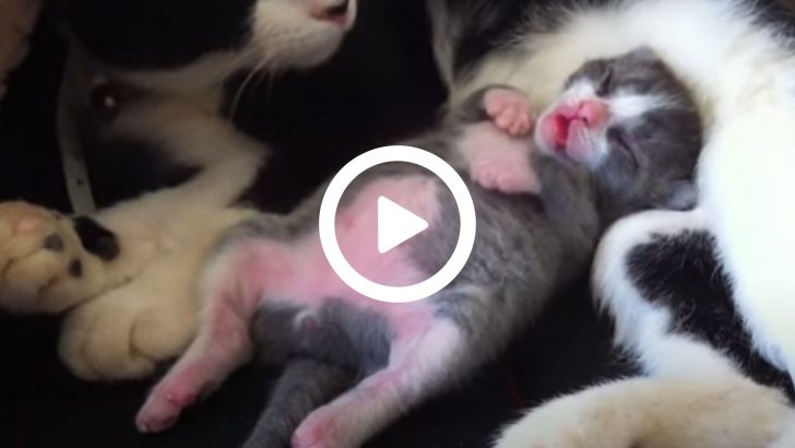 A Dreaming Kitten Shows Off His Adorable Dance Moves