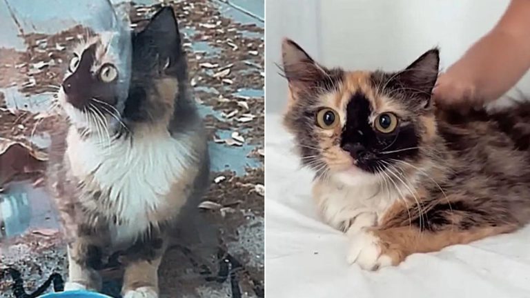 photo of a cat before and after adoption