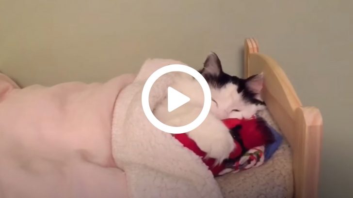 This Kitty Is Sleeping In A Tiny Human Bed Every Night (VIDEO)
