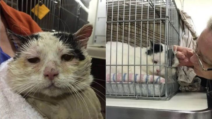 This Semi-Feral Cat Finds Home With Other Kitties Just Like Him